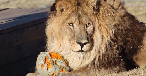 animal-defenders-lion-1