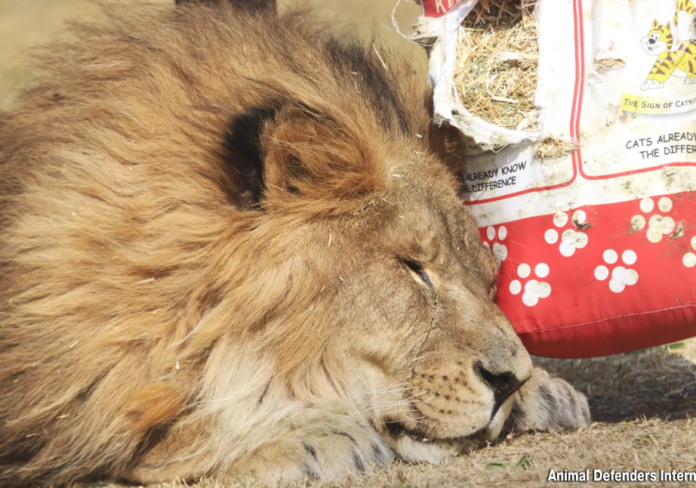Animal Defenders lion