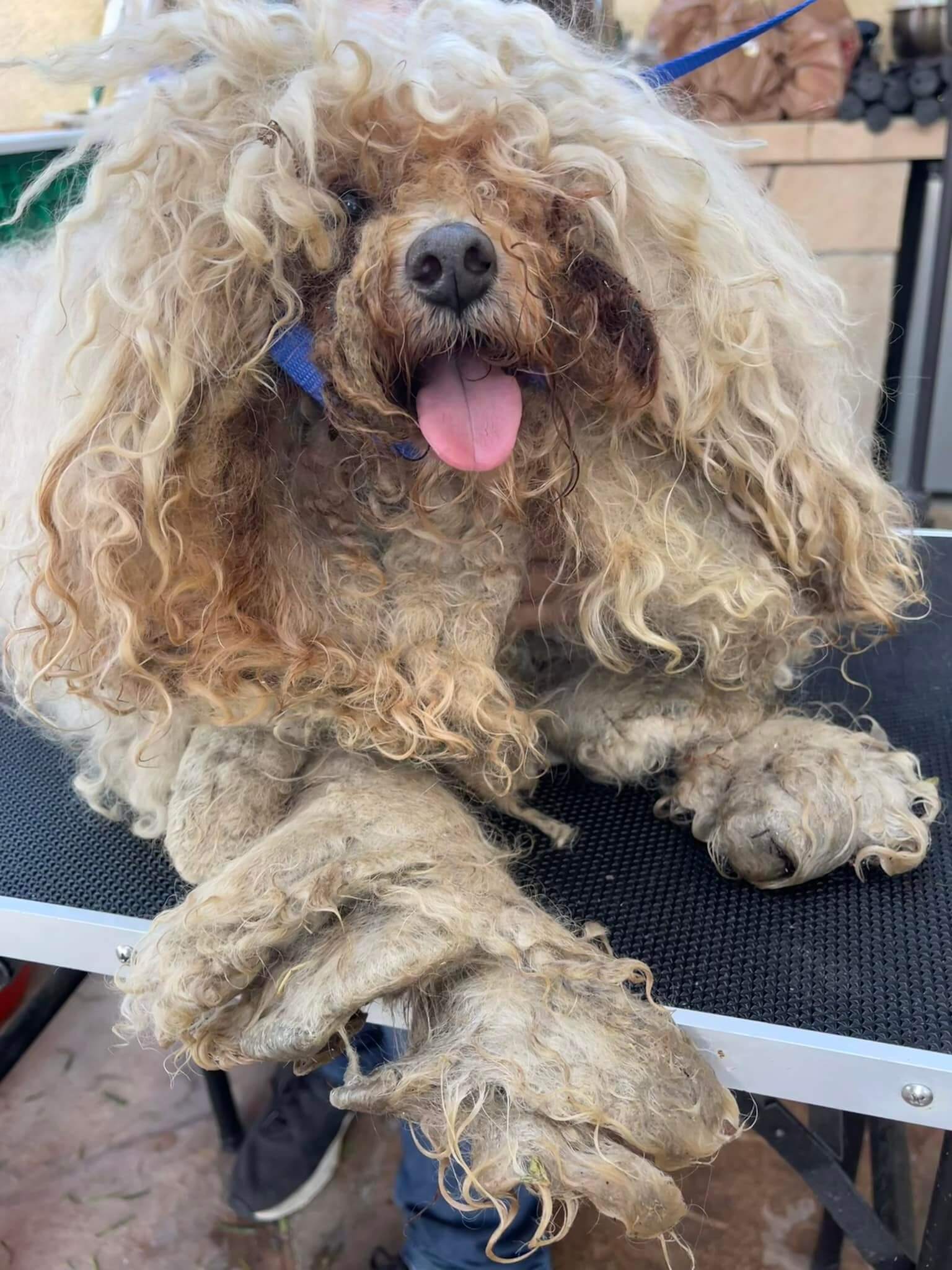 From a horrific tale of suffering and abuse for two dogs to new lives and miraculous transformations