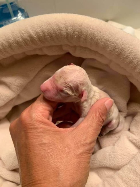 Newborn puppy found in field may have been victim of bird of prey