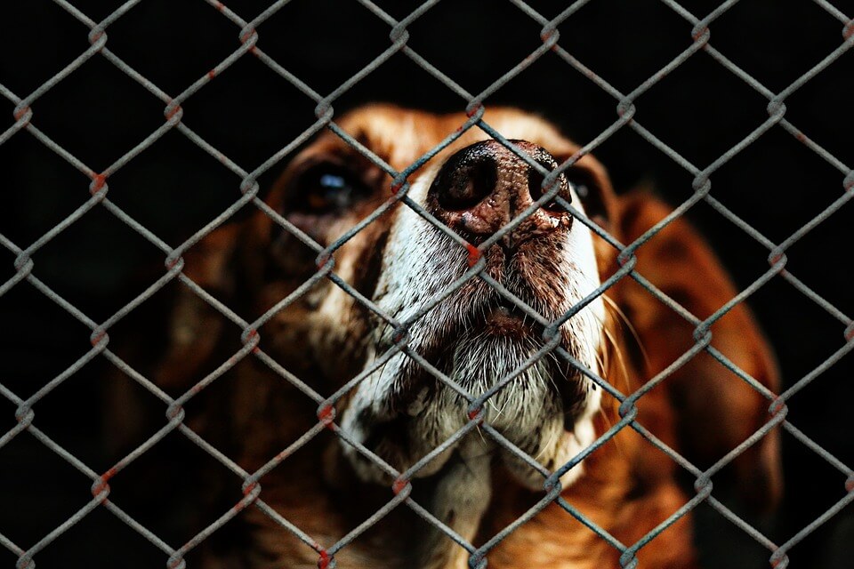 animal-welfare-1116203_960_720