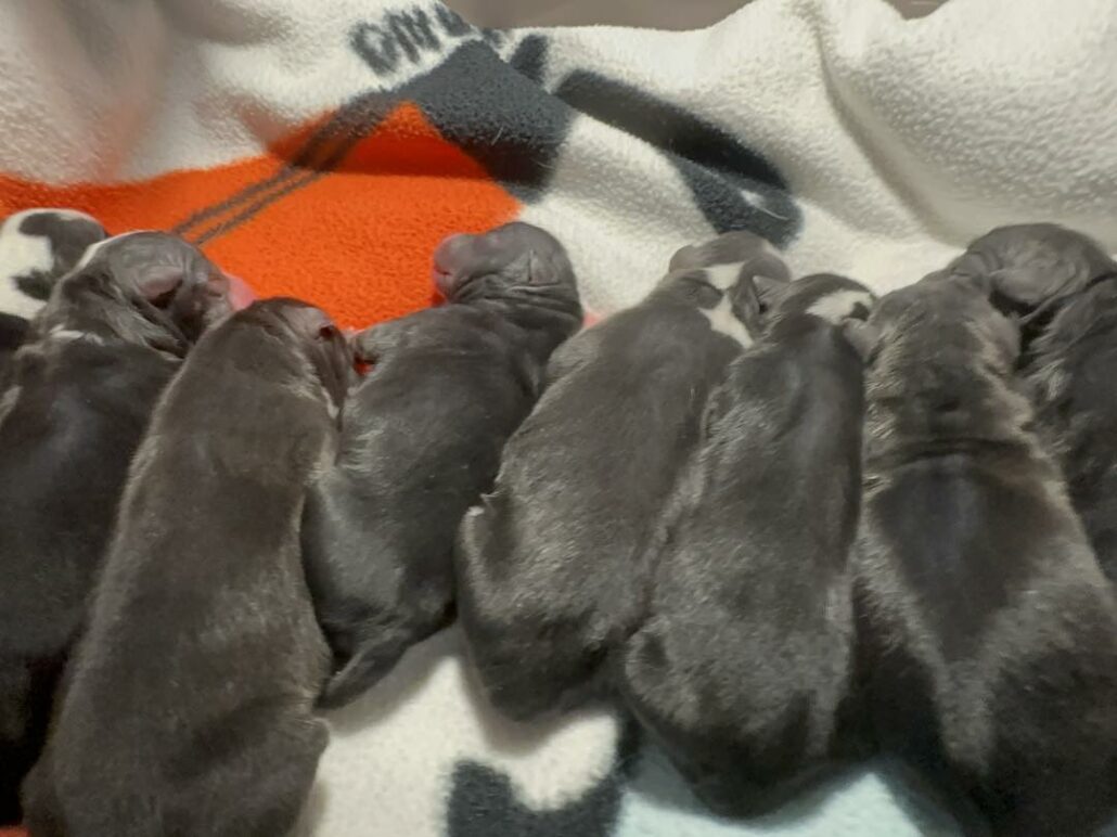 anna-and-her-puppies-3-1030x772-1