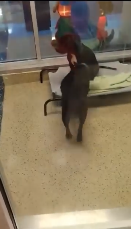 Bonded sisters abandoned in parking lot of overcrowded Miami animal shelter