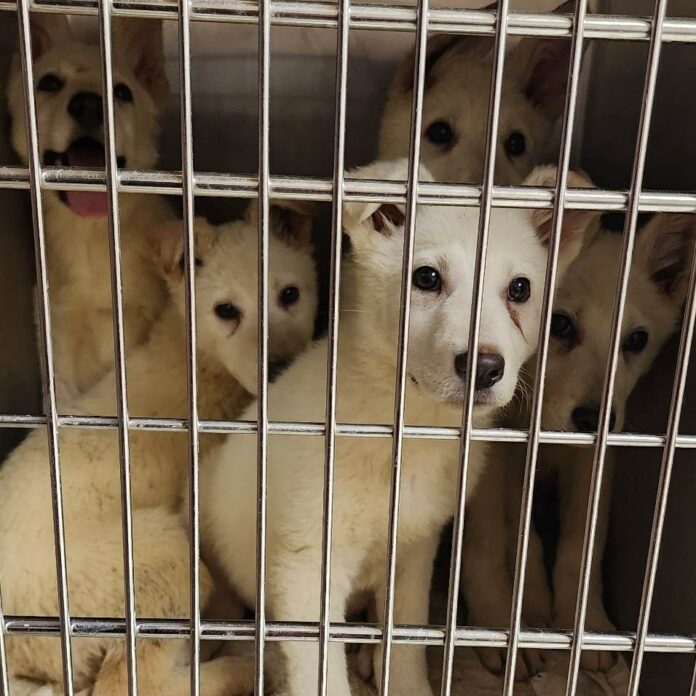 PA State Police discover five white German shepherd puppies huddled in a ditch on side of road
