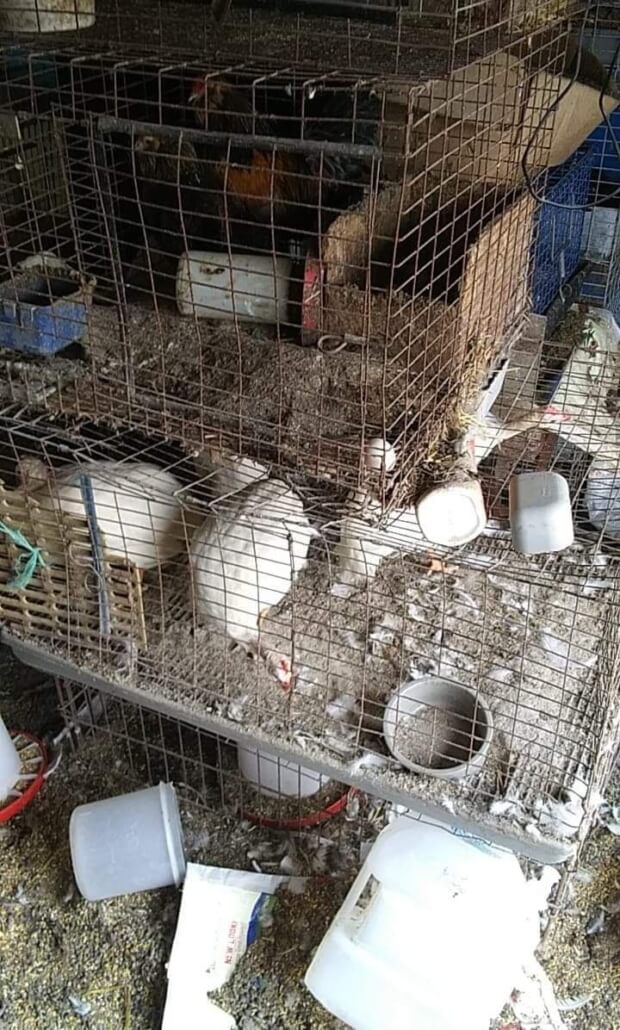 anna-shelter-rescue2-620x1030-1