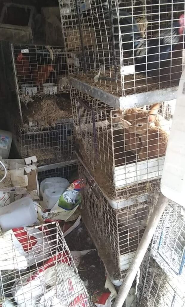 anna-shelter-rescue3-620x1030-1