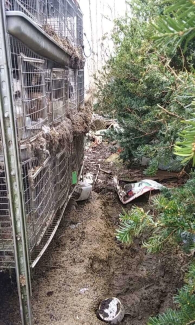 More than 150 animals rescued from abandoned ‘show barn’ in Titusville