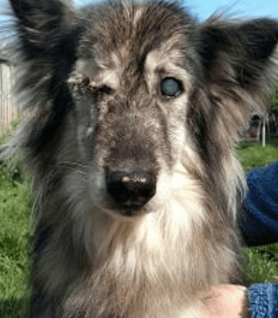 Blind dog who spent most of her life in misery on a chain and since made a heartwarming transition still has no home