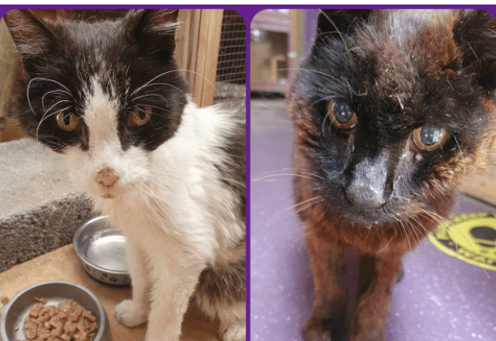 Cat missing for 12 years that lived as a stray in a cemetery reunited with his owner