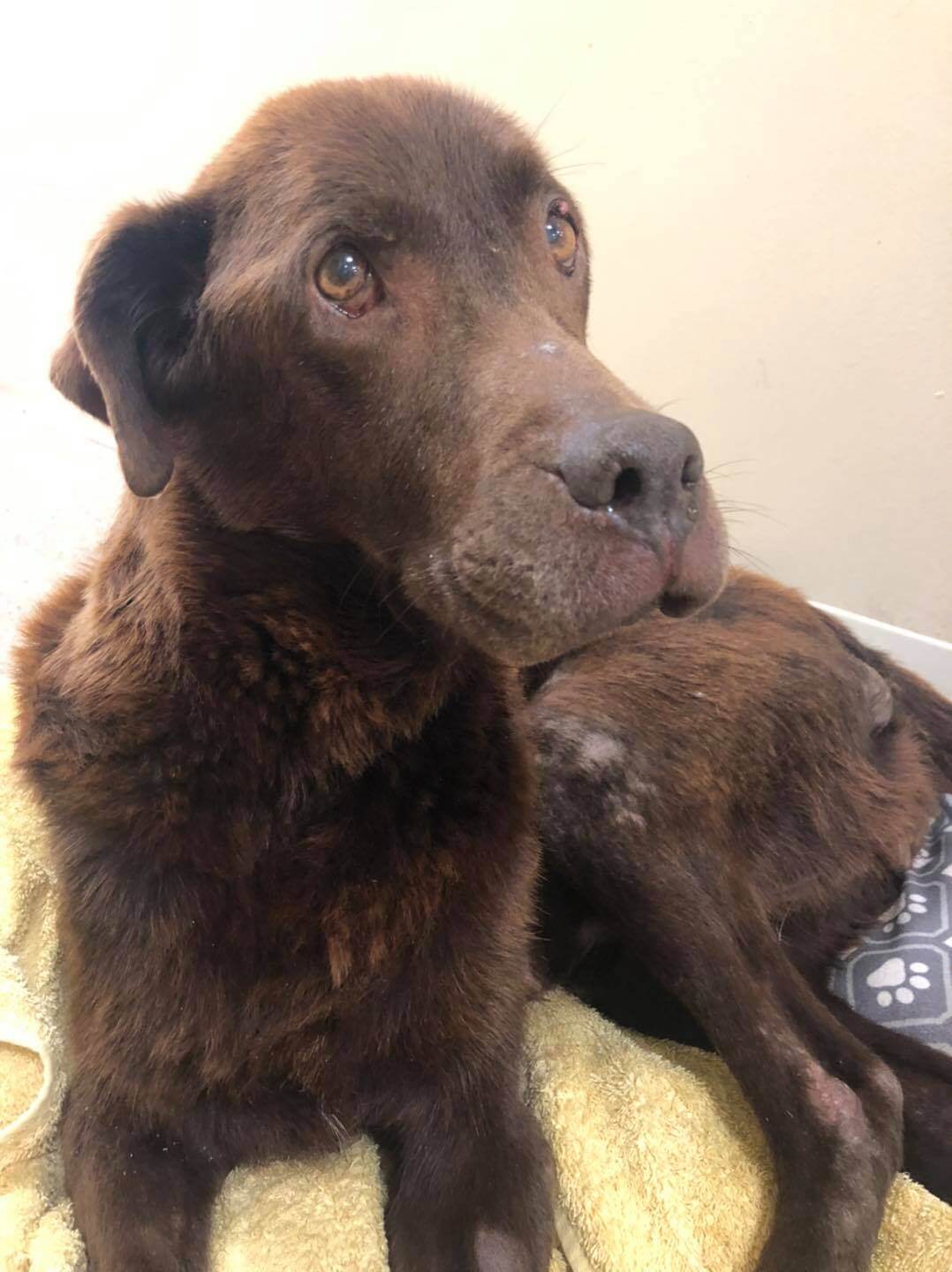 Kindest dog abandoned at the end of a homeowner’s driveway with just a blanket