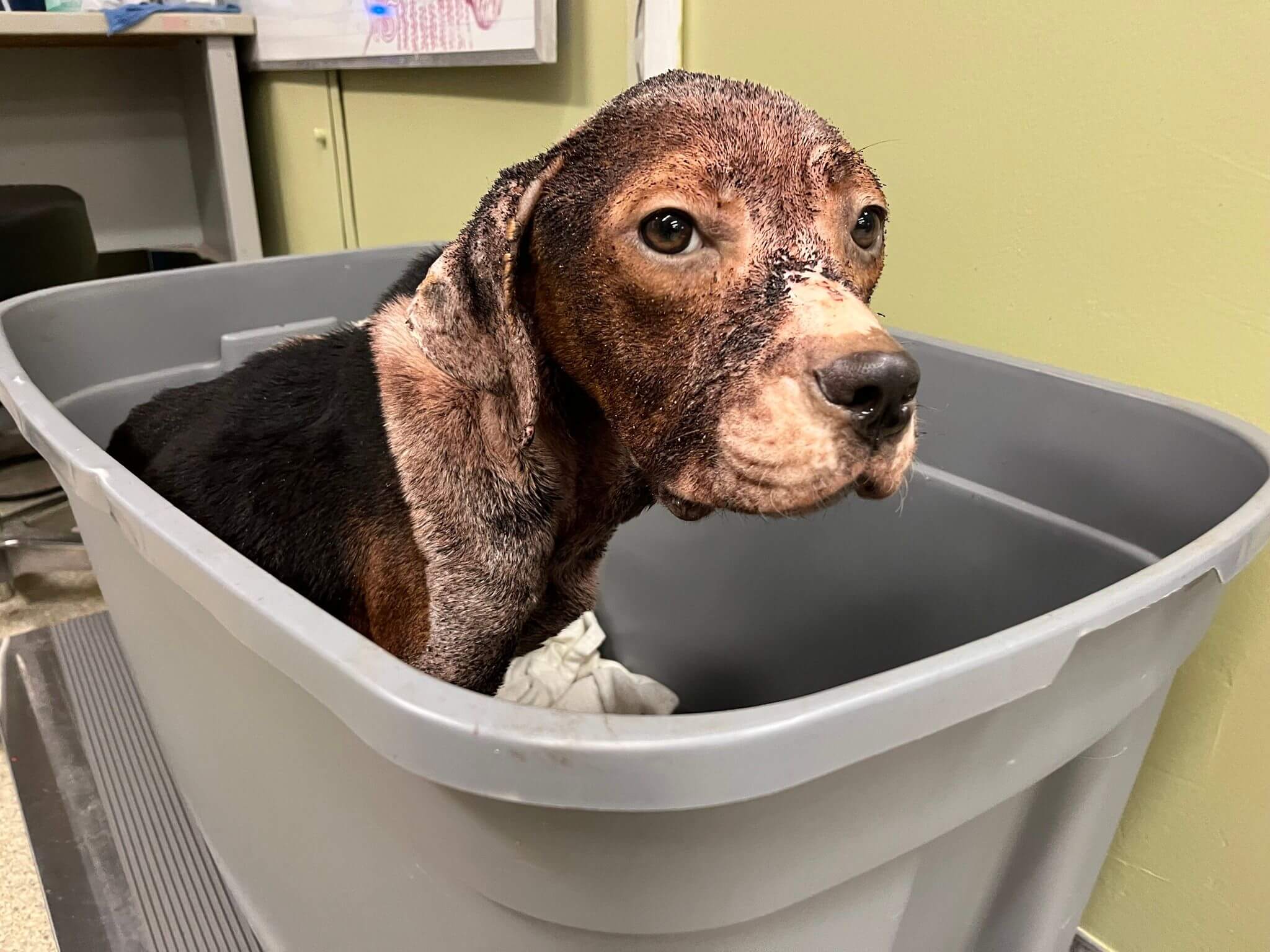 ‘Annie McHound’ covered in hundreds of fleas found hiding in a resident’s backyard