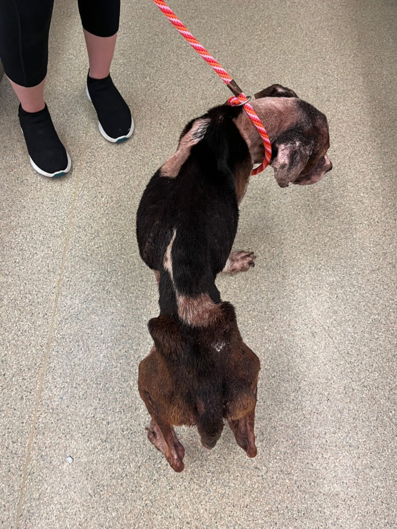 annie-mchound5-773x1030-1
