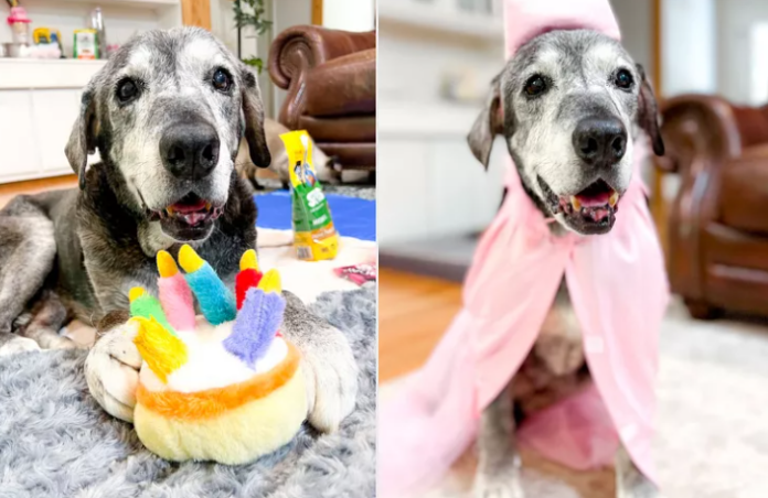 19-year-old pup Annie had been given one month to live but enjoyed life entire year to complete bucket list