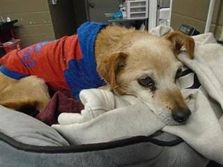 Scared 12-year-old beagle deserves better than dying alone at a shelter