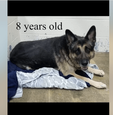 Fighting for Apollo’s life as surrendered dog struggles to walk