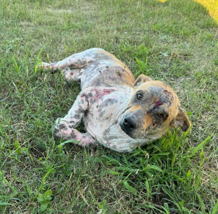 Heartless and cruel: Driver intentionally struck stray dog now in care of Texas rescue group