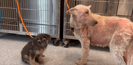 Sad pair of dogs ‘Apple’ and ‘Dumpling’ have been overlooked and neglected too long