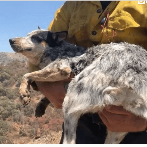 Apple fire dog rescued