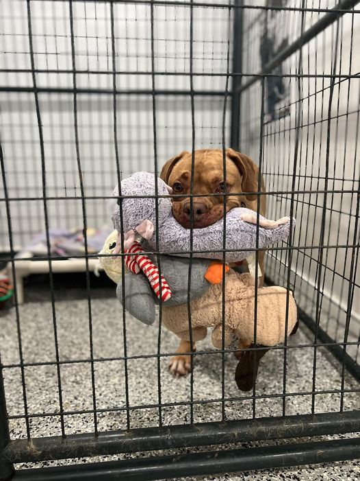 Adoptable dog dubbed ‘goddess of stuffed toys’ fits as many toys in her mouth as possible hopes for home