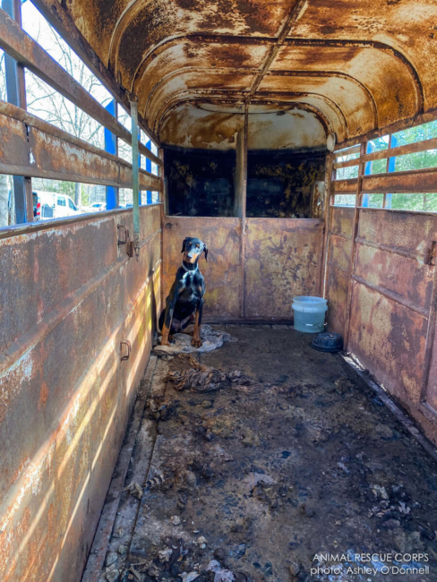 Deadly cruelty case in Western Tennessee involves rescue of 19 dogs and a cat