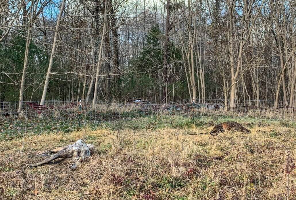 arc-frosty-paws4-1030x698-1