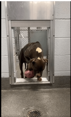 From a hopeless stray with rare tumor to a happy pup with a future