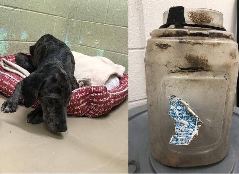 Dog rescued after having jug stuck on his head for 3 weeks
