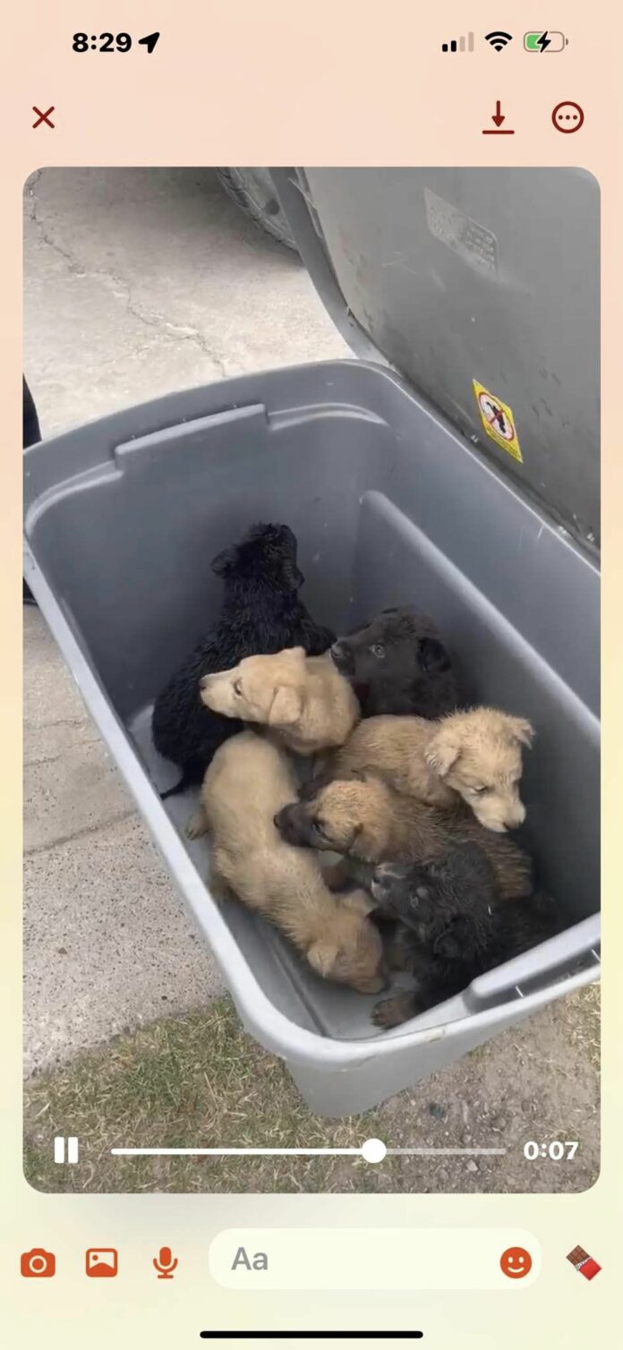 Puppies abandoned in rubber container at freezing baseball field