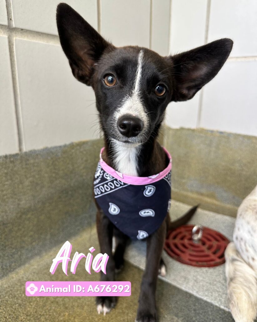 aria-1-824x1030-1
