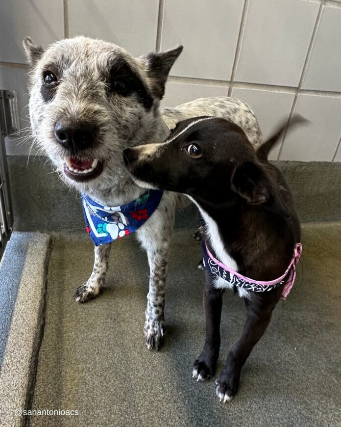 Canine hero saves her friend with a little help from former local mayor