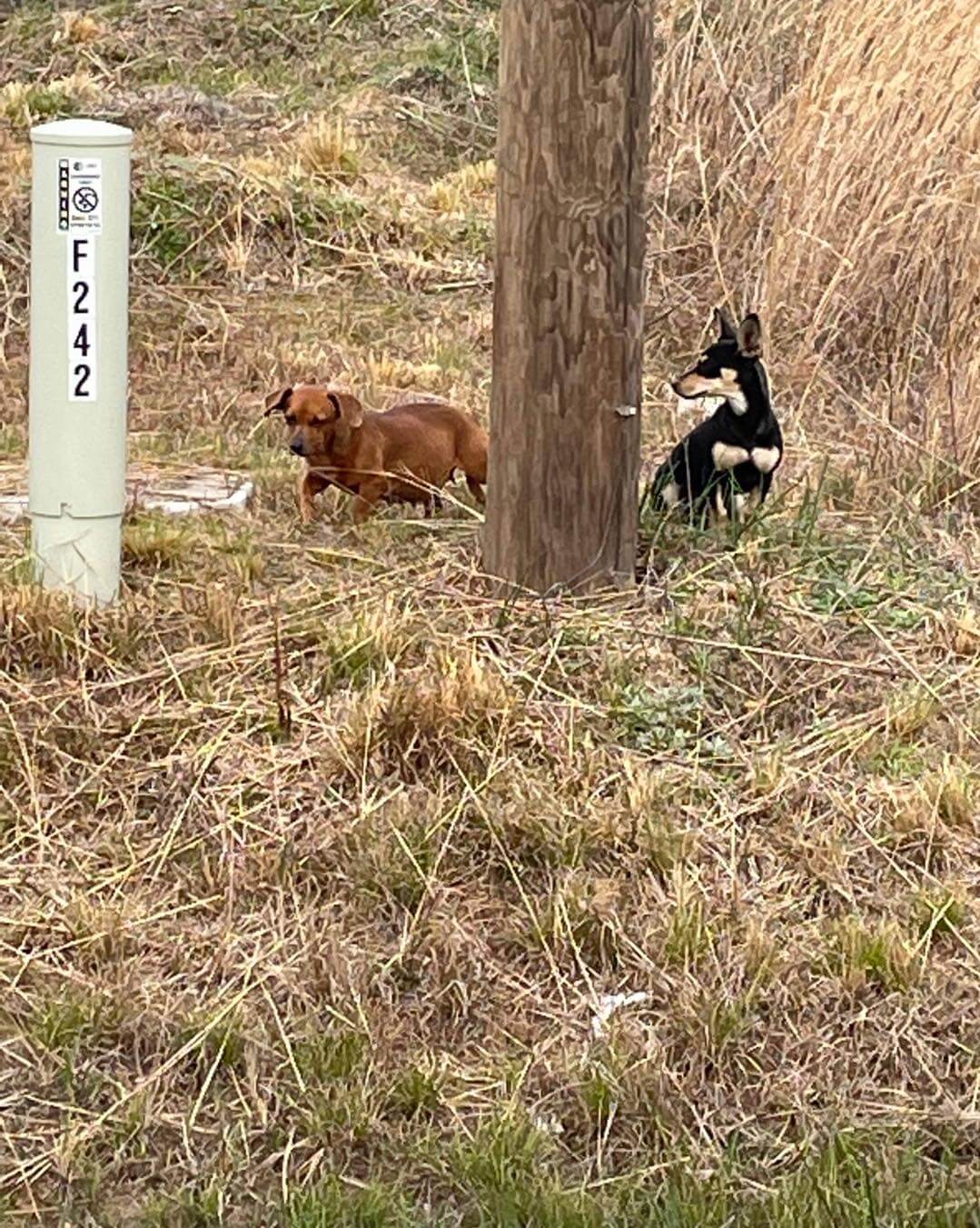 Tiny and defenseless stray pups left to fend for themselves – one rushed for emergency C-section