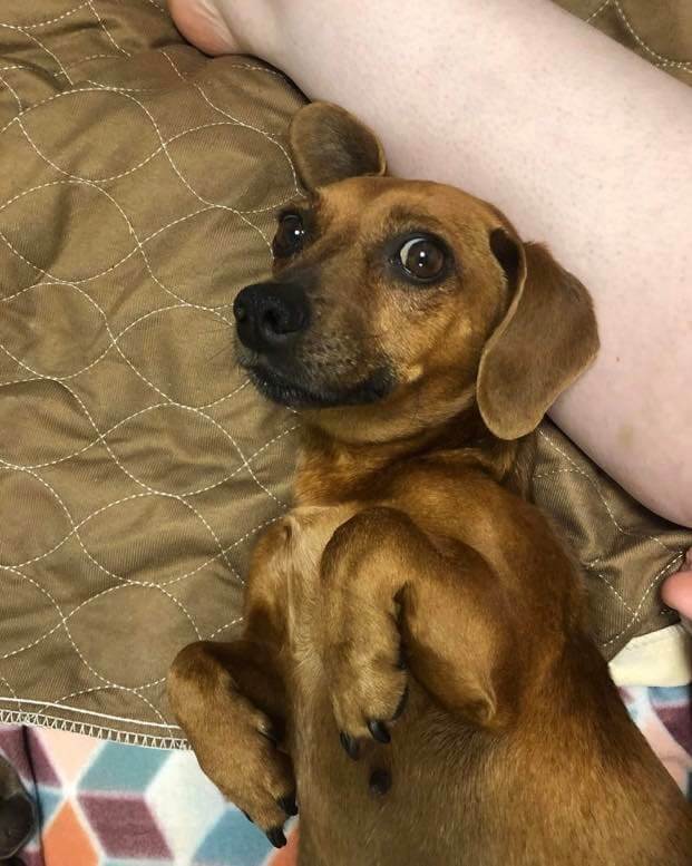 UPDATE: Stray pregnant pup rushed to vet for emergency C-section