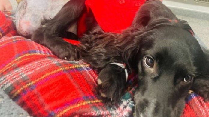 UPDATE: Puppy born with 6 legs and abandoned at park undergoes surgery to remove extra limbs and doing great