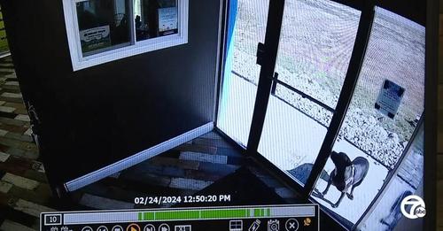 Loyal pup makes mile-long trek to doggy daycare after car crash