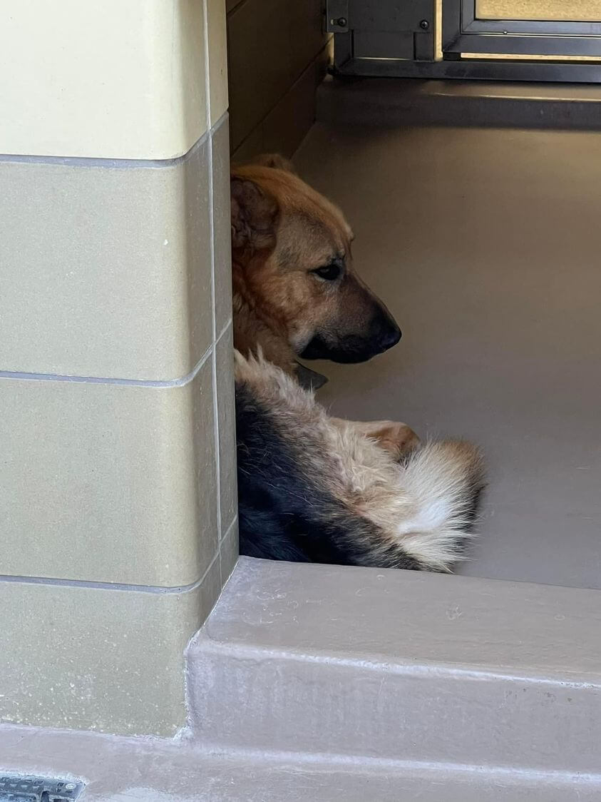 ‘Arlo’ has been at shelter for 2 months and has just given up waiting for help