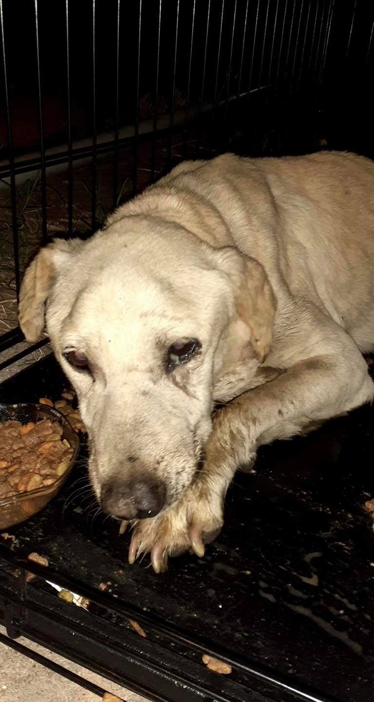 Senior pup’s entire life had been one of pain and torture, but six-months after surgery, rehab and lots of love, his new family adores him