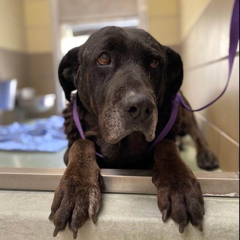 No future for ‘Arlo’ at shelter unless the community comes together to save him from euthanasia