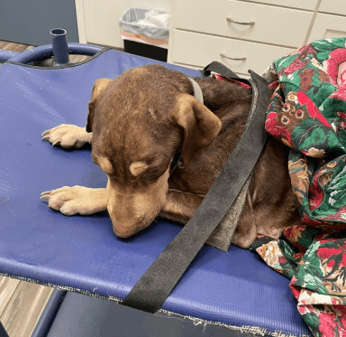 Good Samaritan reaches out to help struggling dog find help in Texas community