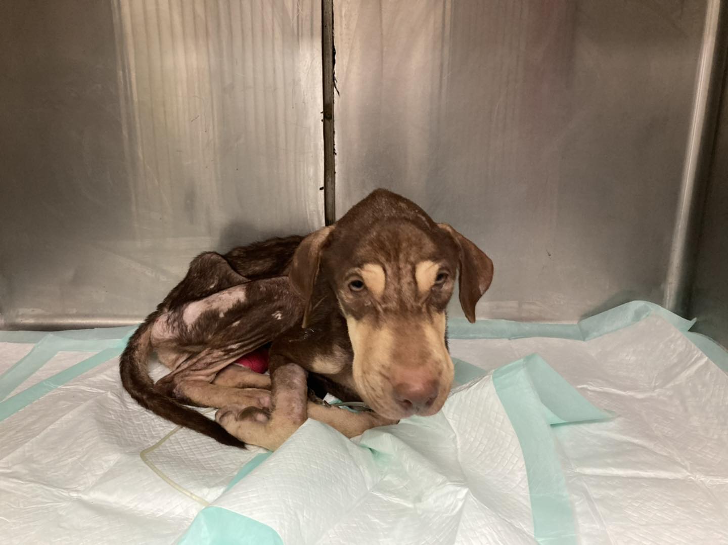 UPDATE: Emaciated puppy found lying in the dirt at local flea market in Texas