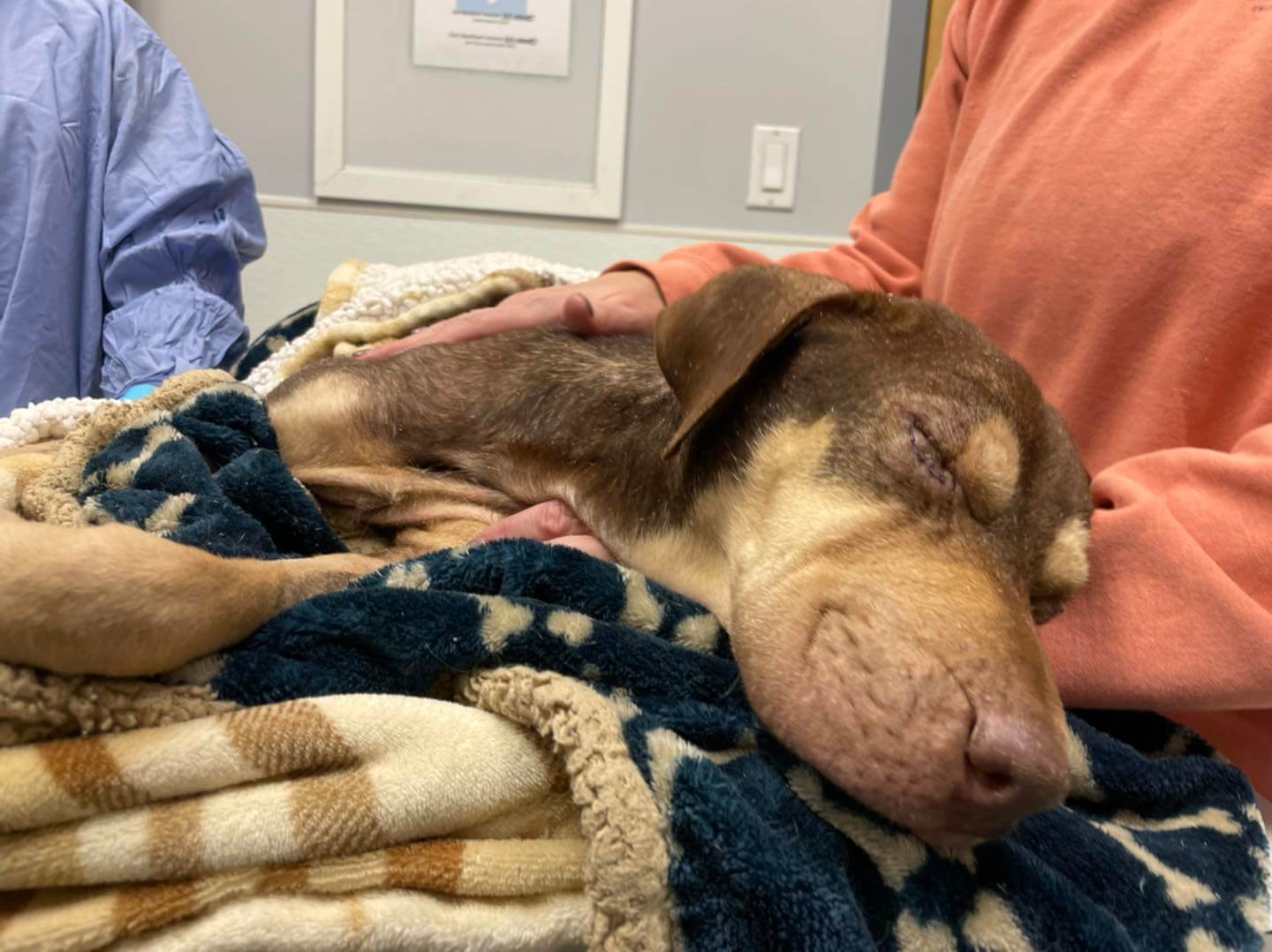 Never give up Arnia: Emaciated pup found lying in dirt at flea market fights for her life