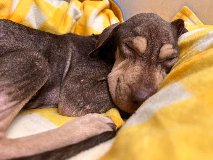 Thanksgiving miracle: Arnia has defied the odds and healing