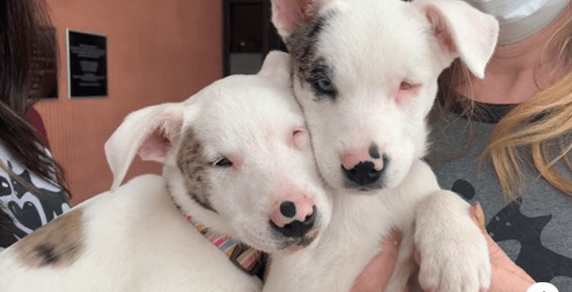 Blind and deaf bonded puppies hoping the right family will offer them a home