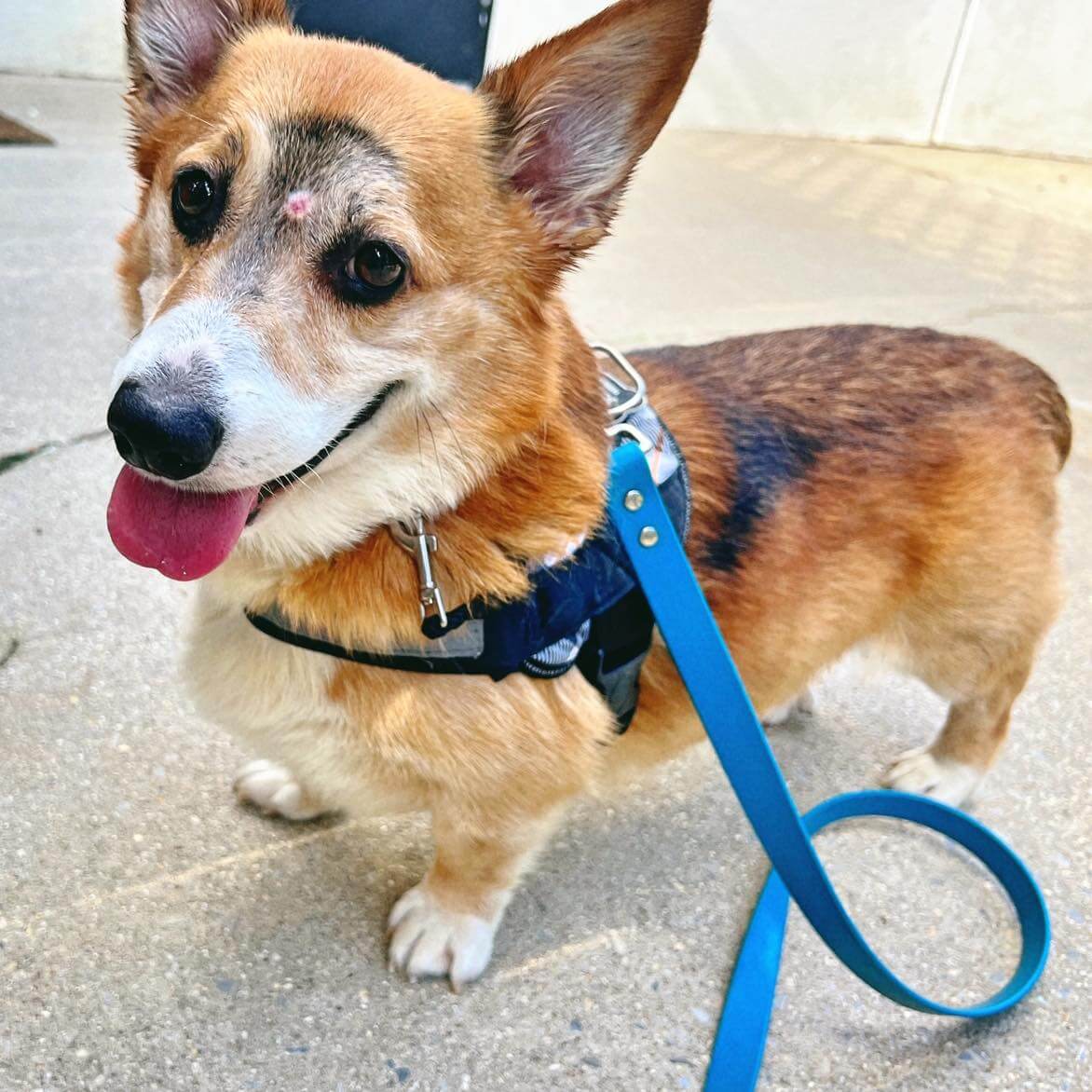 Corgi shot between the eyes and left for dead making miraculous recovery