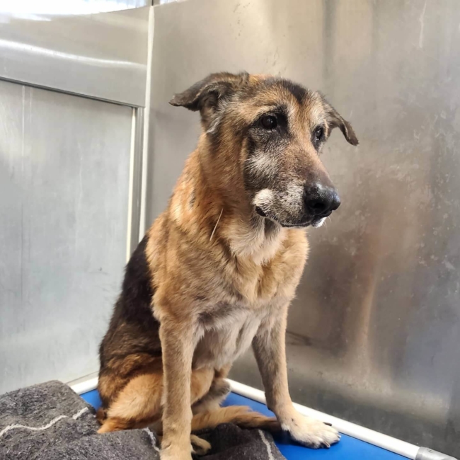 Senior German shepherd has no adoption offers and now part of the unwanted