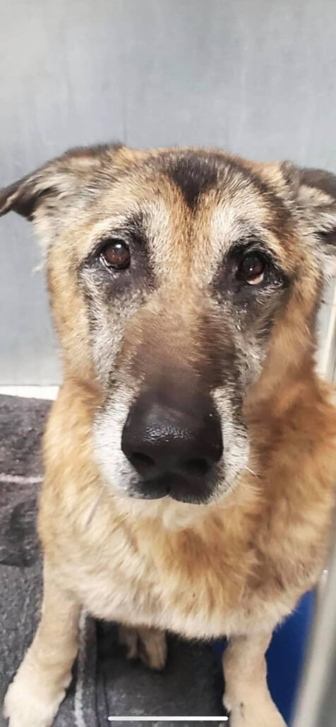 arthur-the-gs-476x1030-1