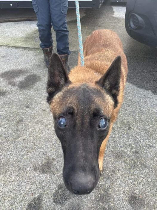 Blind shepherd thrown into sea on one of coldest days of year rescued by fisherman and cuddles with rescuers