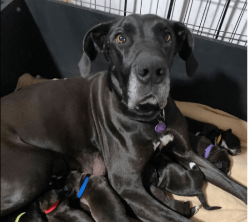 Emaciated Great Dane and her 12 puppies rescued after abandoned on street