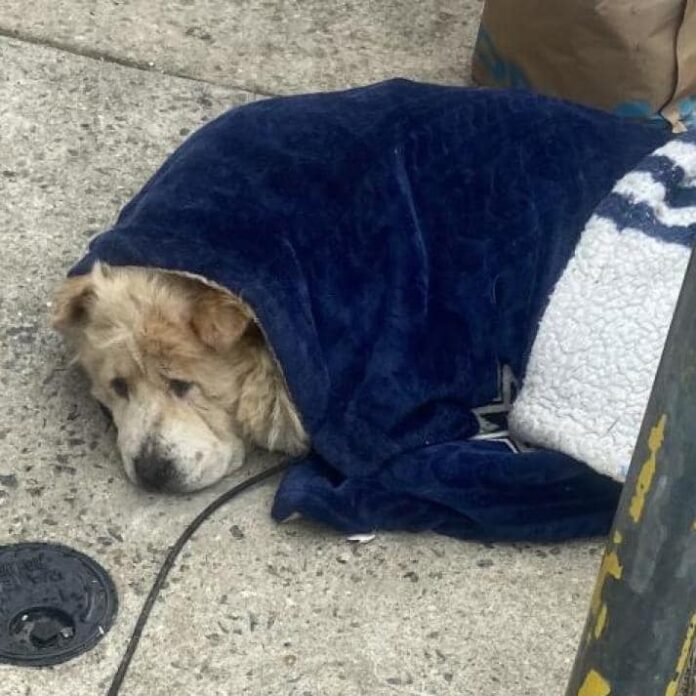 Abandoned dog tied to a post by electrical cord but someone covered her with blanket and called for help