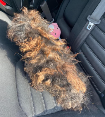 ‘Sweetest’ pooch looked more like a discarded ‘wig’ when rescued from middle of road