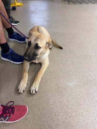 German shepherd puppy dumped at shelter for being ‘destructive outside’